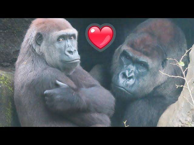 Gorillas love like humans  Tayari to D'jeeco   