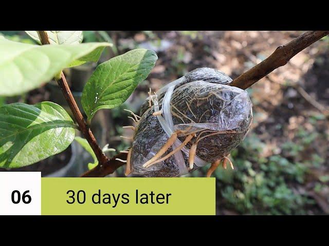 How to Air layer a Guava Tree: A Step-by-Step Guide