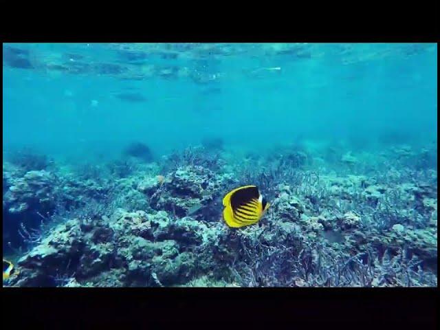 Swim with me in Dahab Bay at low tide. Crystal clear Red Sea waters,  smooth as glass. Fish galore!