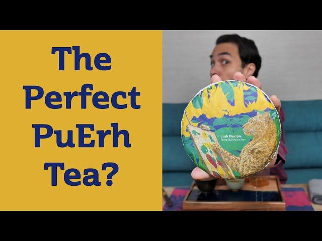 I COULD DRINK THIS ALL DAY - Lush Disciple PuErh Tea