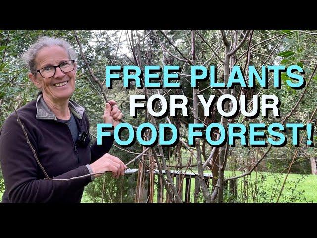 A Food Forest for FREE !!? | How I Obtained Plants for my Permaculture Food Forests