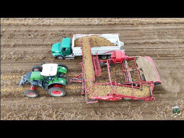 Digging Potatoes near Burley Idaho | Potato Harvest 2024