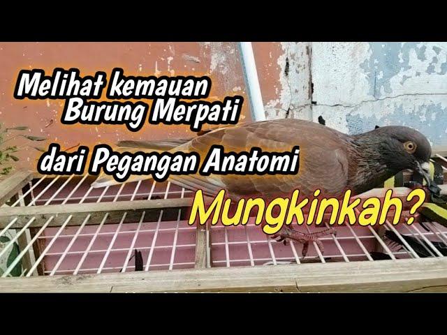 Melihat kemauan burung merpati kolong dari pegangan anatomi