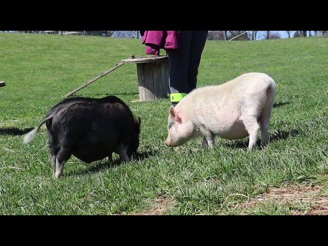 Lancaster Farm Sanctuary Volunteer Day Spring 2023