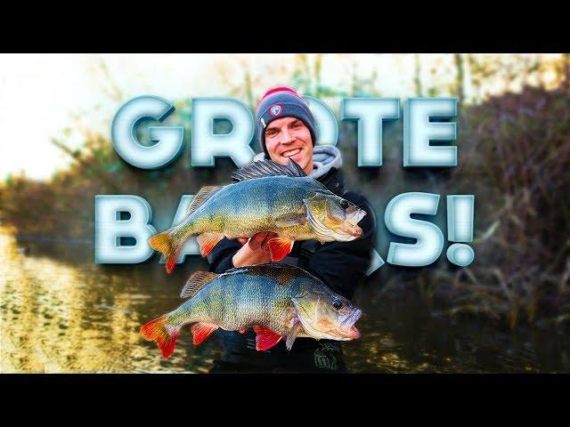 PERCH FISHING FROM THE BANK! (Fishing for BIG PERCH w/ Carolina Rig)