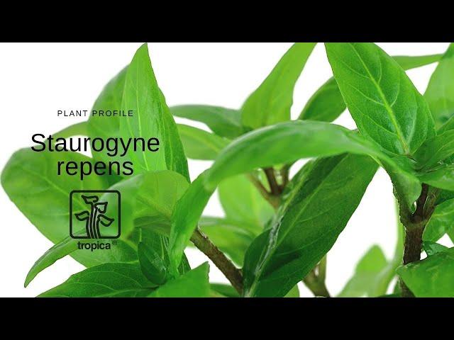 Staurogyne repens