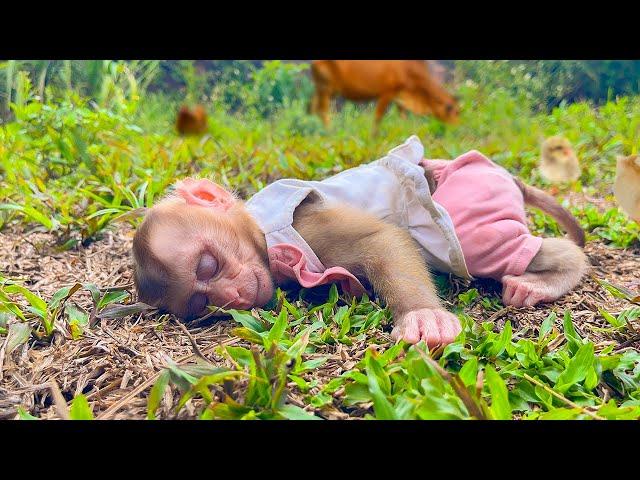 So cute! Monkey Yuyu fell asleep in the field while hiding from Mom to go play!