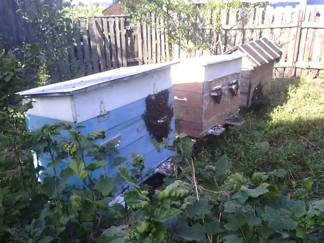 Vymachivanie bees from the hive , the bees hot , overheating of the hive
