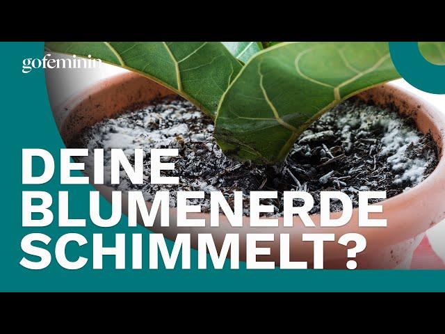 Weiße Flecken auf der Blumenerde: Warum du sofort handeln solltest