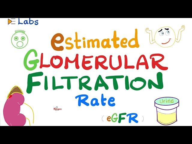 eGFR (Estimated Glomerular Filtration Rate) - Kidney Function Tests - Inulin & Creatinine - Lab