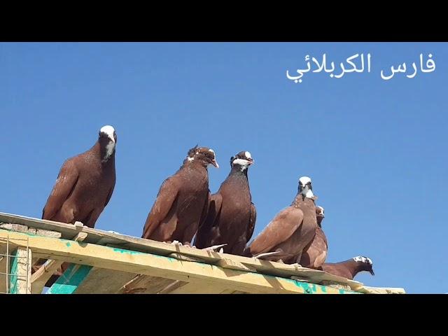 (140)يوميات سطح فارس الكربلائي الحلقه الثالثه من تخريج الفرخه ولعلاج الضروري