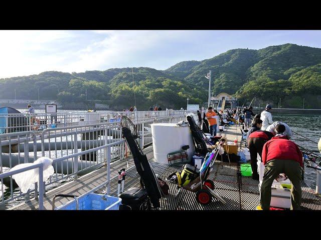 これが日本最強の海釣り公園だ！とっとパーク最新情報