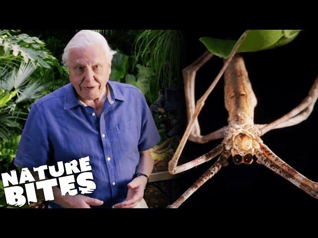 David Attenborough VS Deadly Bug Disguises! | Micro Monsters | Nature Bites