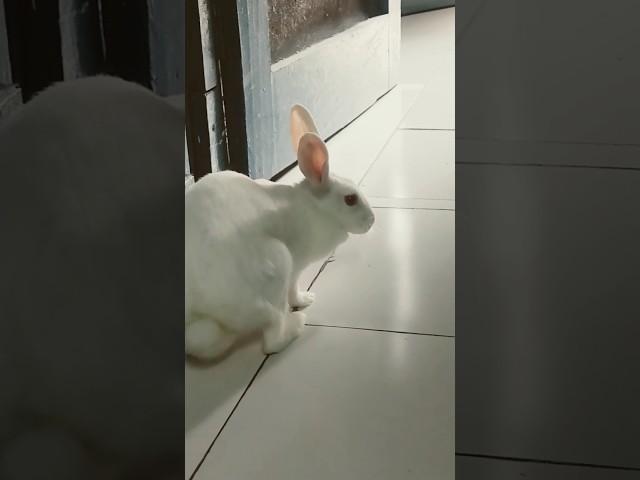 Daisy Rabbit ️ #khargosh #viral #bunny #rabbit #shortfeed #rabbitvlog