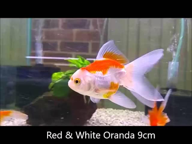 SOLD, Red and White Oranda, Thailand Imported, Shrimplovers Australia