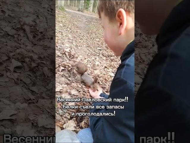 Что любят кушать белочки?!