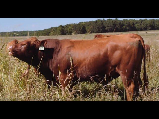 Adaptive Grazing 101: How to Build a Grass Bull