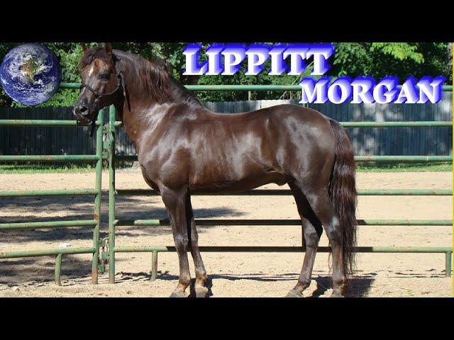 TOP Beautiful Lippitt Morgan Horse in the World!