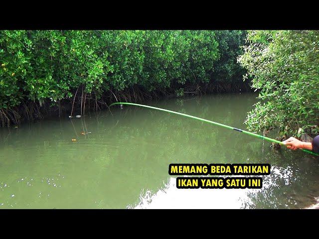 AMPUN DAH !! Kalau strike ikan seperti ini tarikan nya bikin dag dig dug