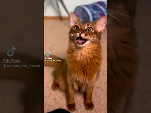 cats of tiktok