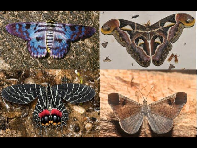 April 2, 2025 Moths Butterflies