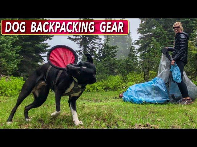 My Favorite Gear For Backpacking With A Dog