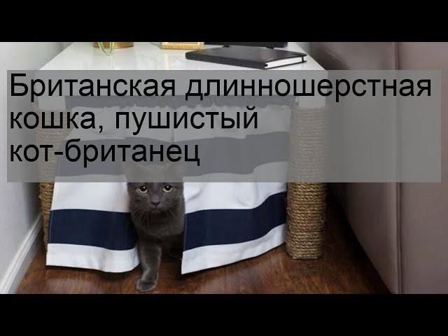 Британская длинношерстная кошка, пушистый кот-британец