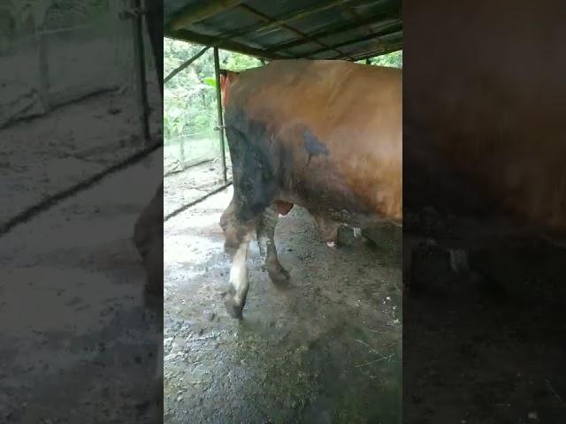 Terpeson lihat sapi ini gaiss #terpesona #sapi #shorts