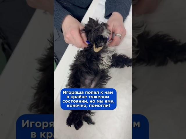 Спасли щенка с нулевой глюкозой