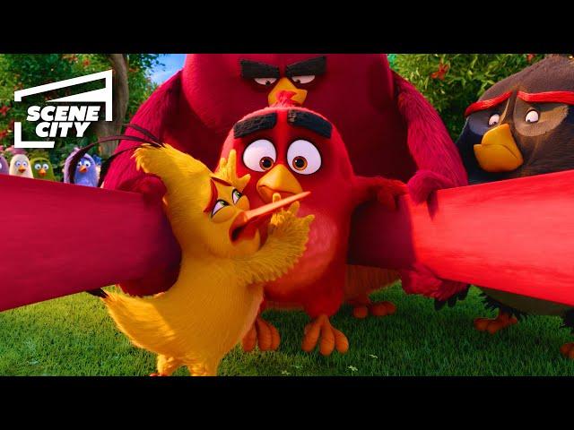 Red's Dangerous Plan to Stop the Pigs | The Angry Birds Movie (Jason Sudeikis, Bill Hader, Josh Gad)