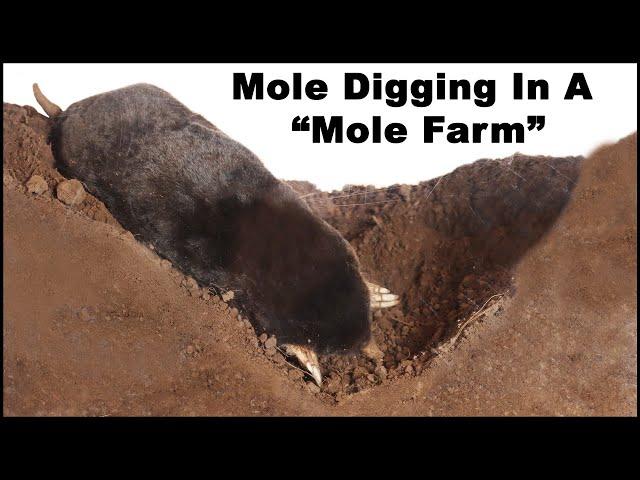 Watch a mole dig tunnels in the "Mole Farm". Live Trapping Moles - Mousetrap Monday