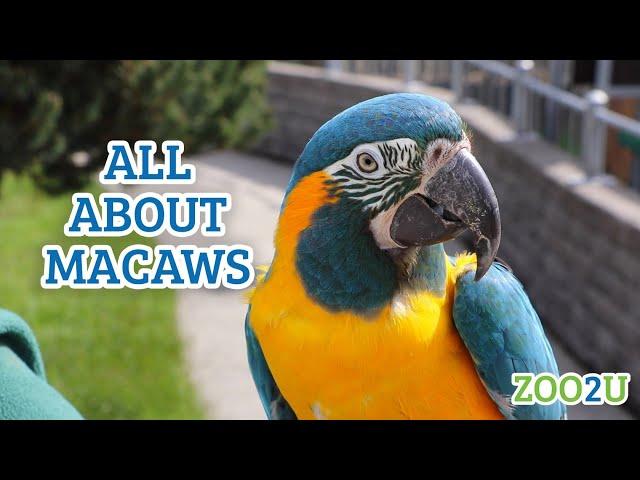 All About Macaws