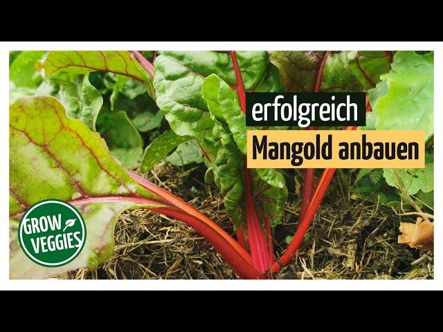 Mangold erfolgreich anbauen | Gemüseanbau im Garten für die Selbstversorgung @gartengemuesekiosk