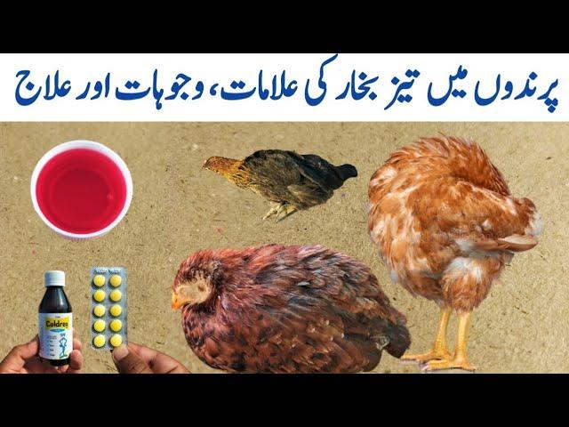 Treatment of Fever in Chickens | Fever Symptoms in Poultry Birds | Dr. ARSHAD