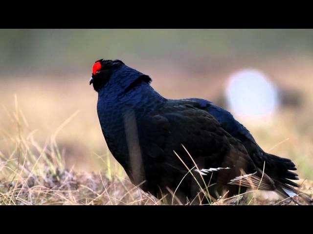 Orre/Black Grouse 29/4 2012