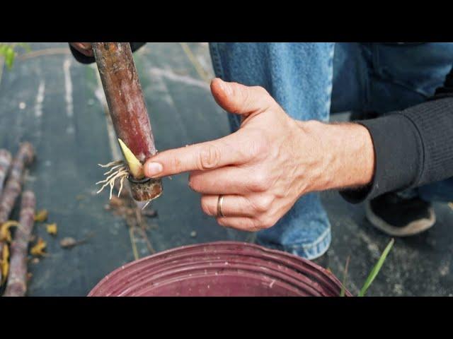 How to Propagate Sugarcane: We Tried Multiple Methods of Micropropagation and this was the BEST!