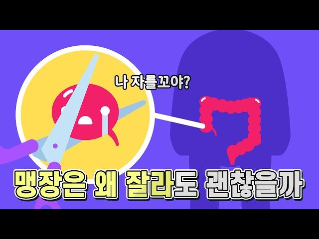 맹장은 뭐 하는 곳이길래 잘라내도 괜찮은 걸까