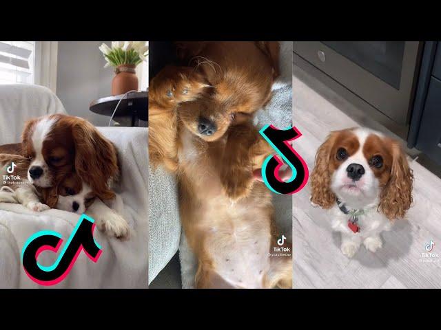  Cutest Cavalier King Charles Spaniel Dog  Funny and Cute Cavalier Puppies and Dogs Videos