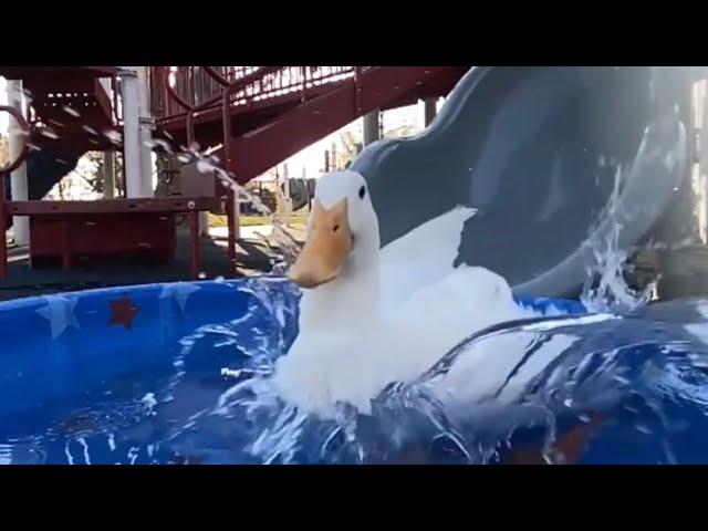 Making a Duck Waterslide for Wrinkle 