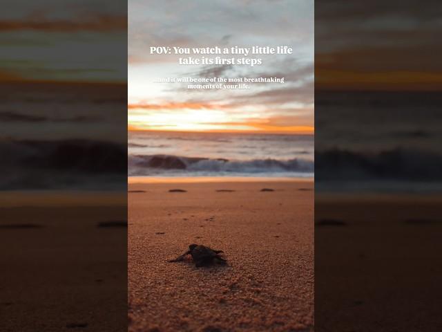 #saveturtles #turtle #savelife #travel #animals #beach #sunset #moments #awesome #free #freedom #fy