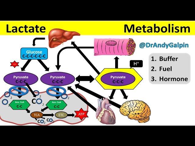 What Lactate is & What it ACTUALLY does: 5 Min Phys