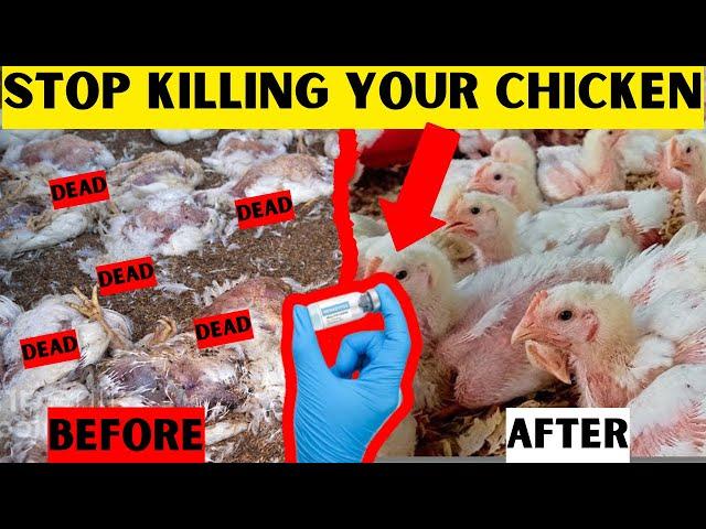 ALL HER CHICKEN DIED  | THEN THIS HAPPENED!!!