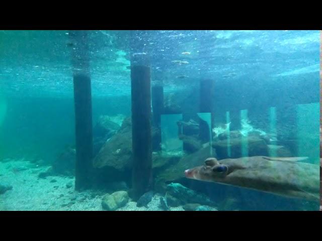 your of Sea world