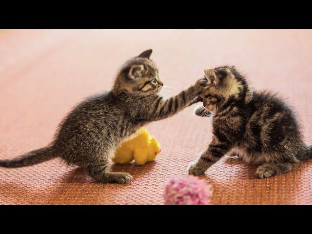20 Minutes of Adorable Kittens  | BEST Compilation