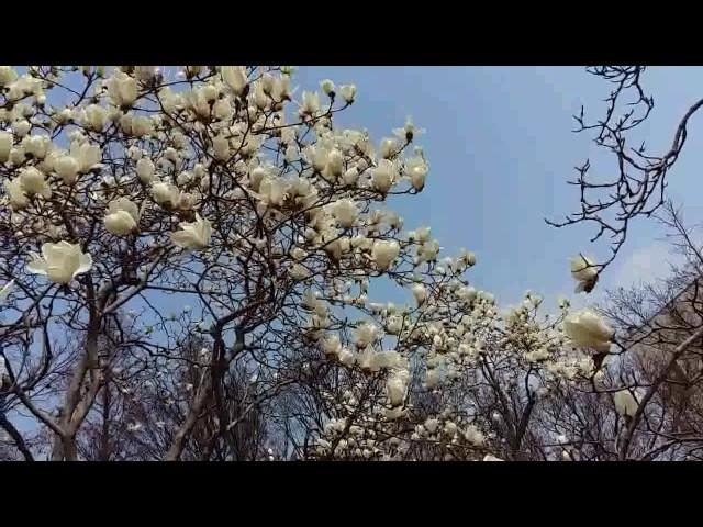 2017 03 21 감영공웡 목련1