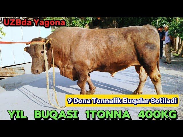 UZBda Yagona 9 dona Tonnalik Buqalar SOTILADI