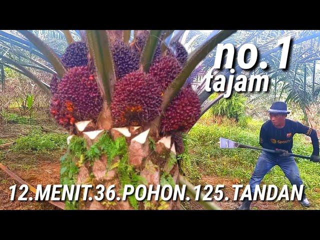 panen sawit tercepat 12 menit 36 pokok 125 tandan sawit unggul yangambi super mantep