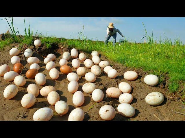 OMG amazing! a fisherwoman skill in the field near the road pick eggs duck a lot by hand