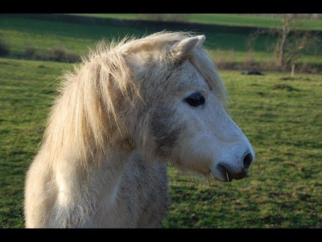 SONIDO DEL PONI   -  PONY SOUND - carlosmanfacebookx.blogspot.com -