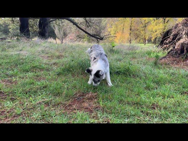 Curious Paws: Blue Merle Border Collie Puppy Embarks on a Forest Exploration! 